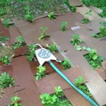 pachysandra