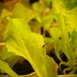 Lettuce Seedlings