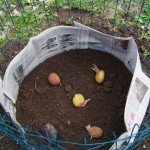 Cage with Potatoes