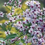 asters-wide