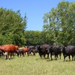 cows-changing-fields