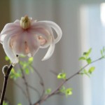 Magnolia Blossom "Forced"