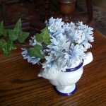 striped squill in egg cup vase