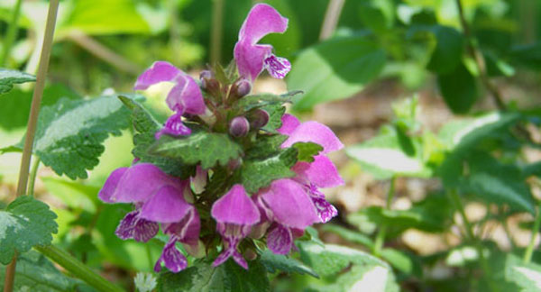 A Natural Gardening Bodycare Giveaway