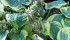 Hosta with seeds
