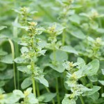 Oregano plant