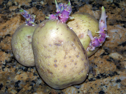 Old Potatoes