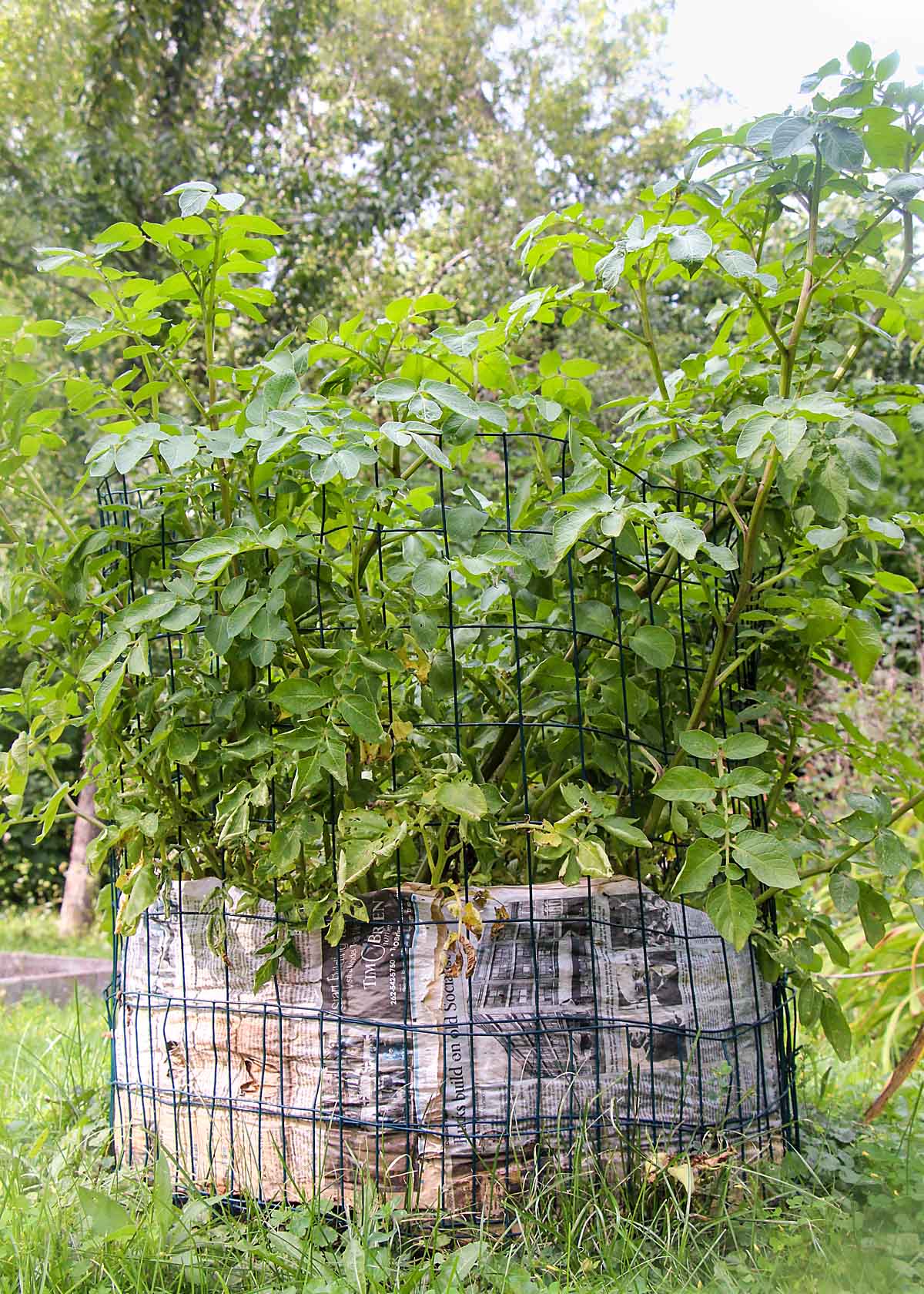 Growing potatoes in cages