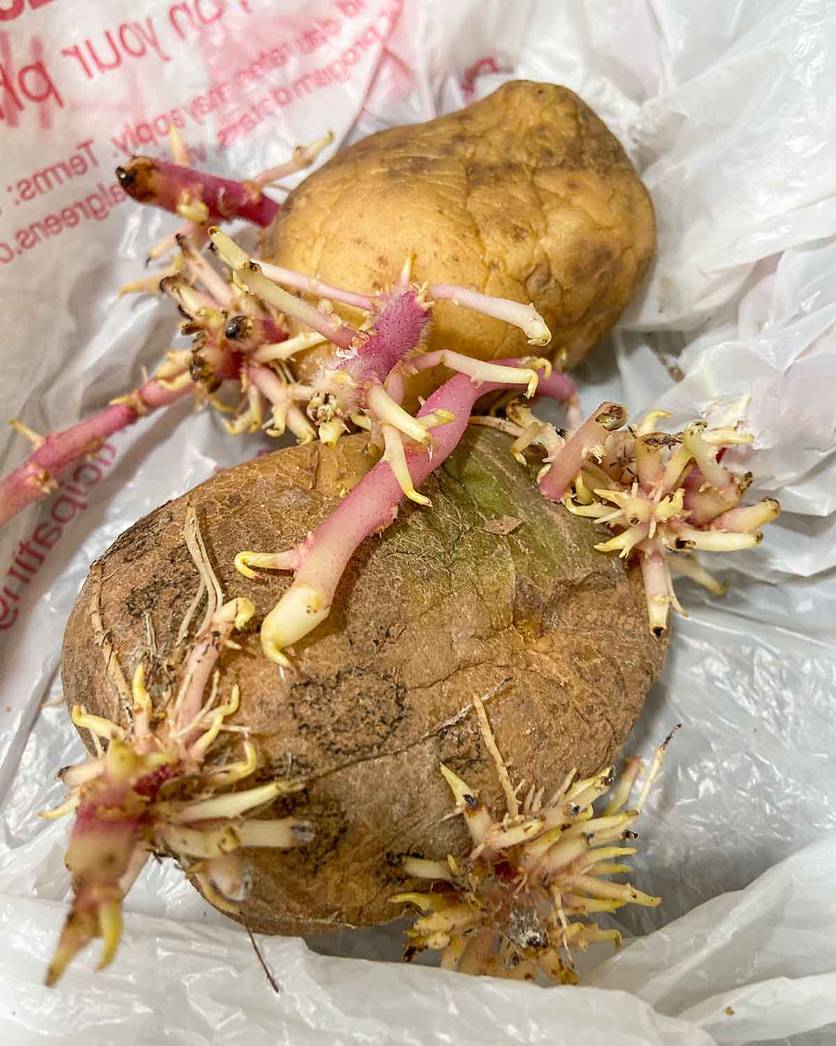 sprouting potatoes