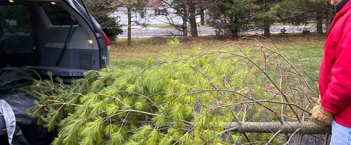 Stalking the Wild Christmas Tree (Cut Your Own)