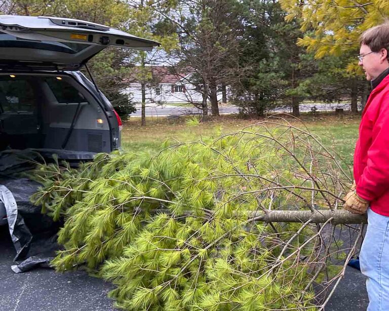 Taking cut your own Christmas tree from car