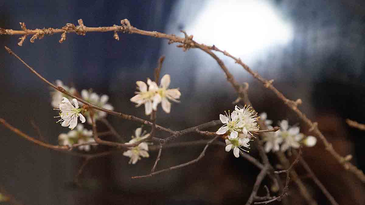 blossoms