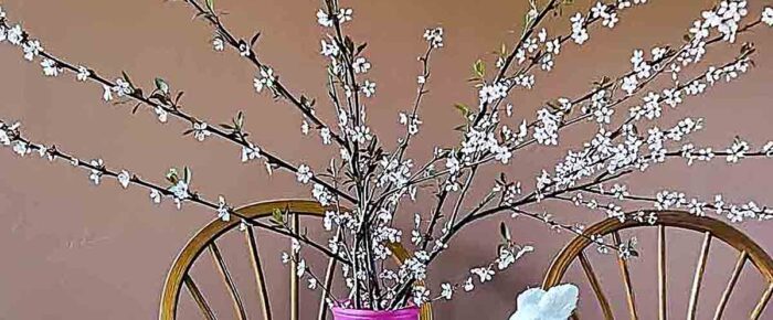 Flowering Branches: Forcing Forsythia and More