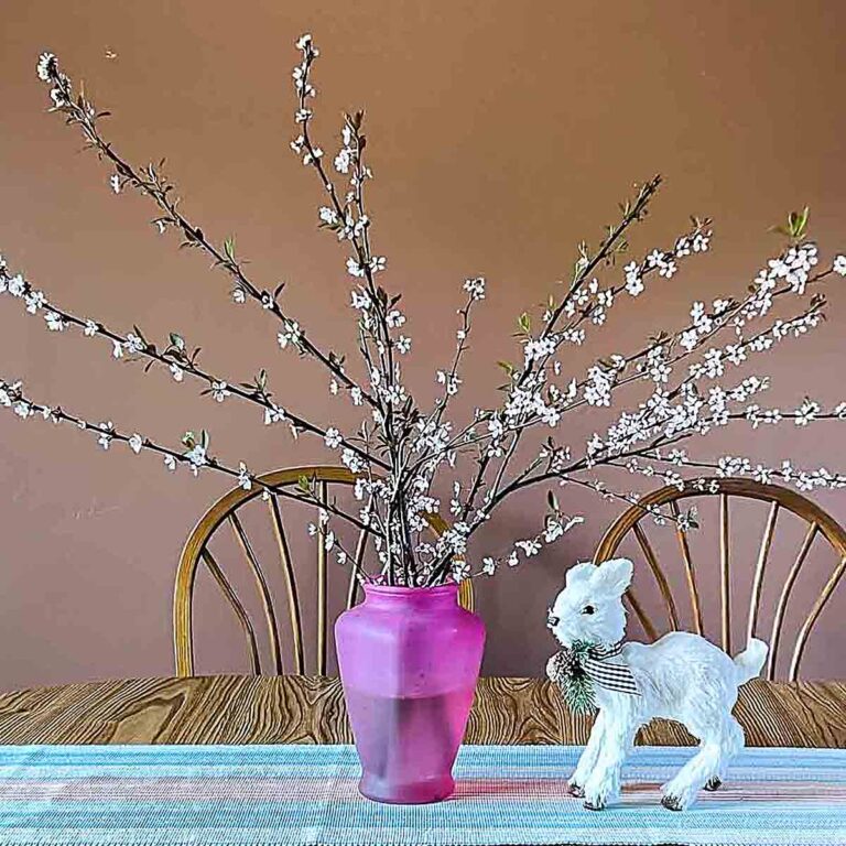 Flowering branches--forced plum blooms