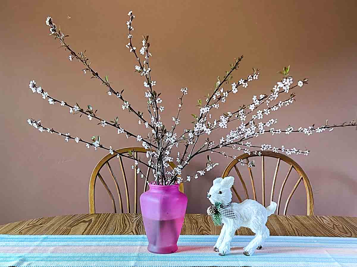 forcing plum branches to bloom
