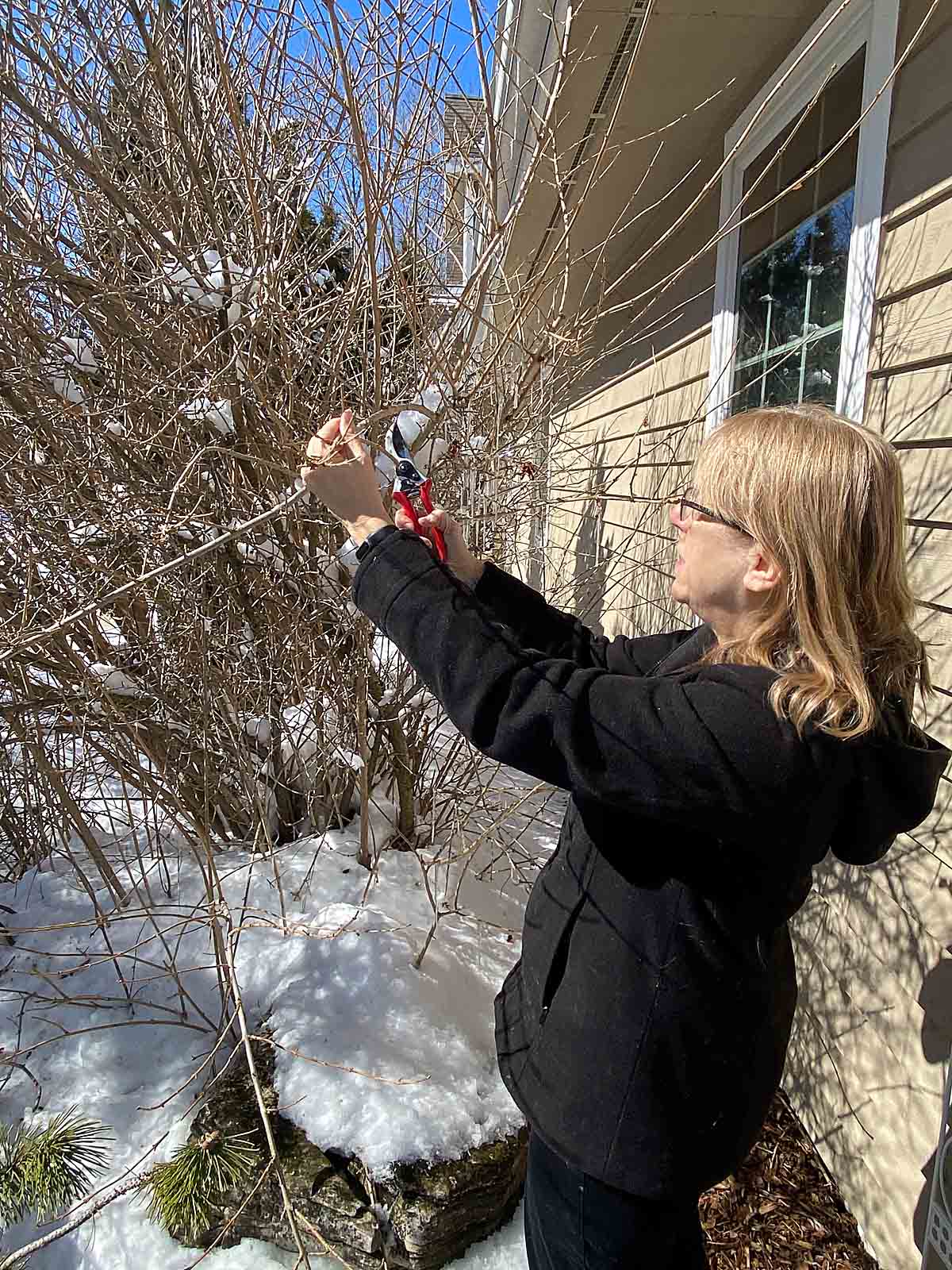 cut branches