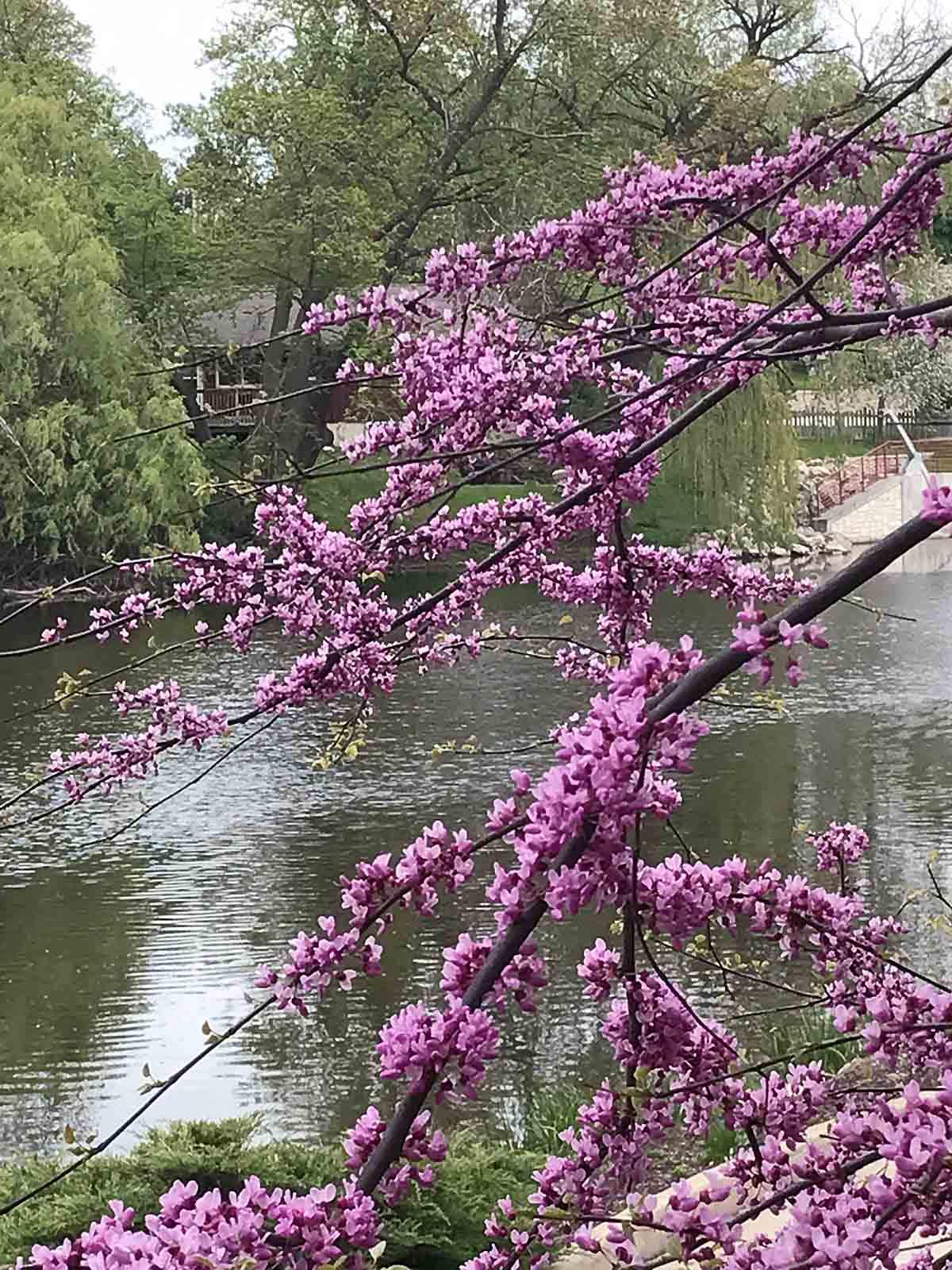 flowering tree