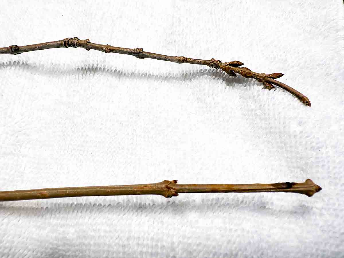 branch with flower buds and one without