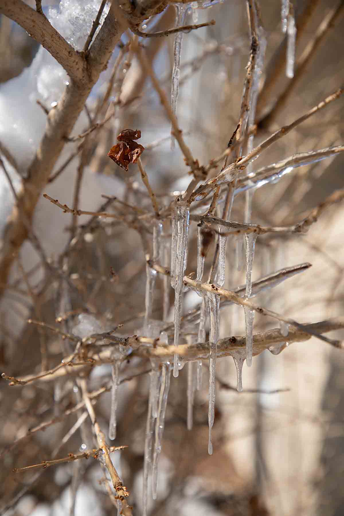 ice on branches