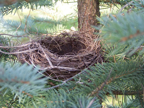 tree-nest