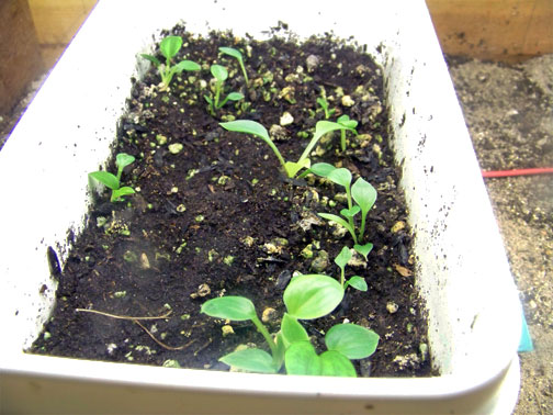 16+ Planting Hosta Seeds | BesratEhtesham