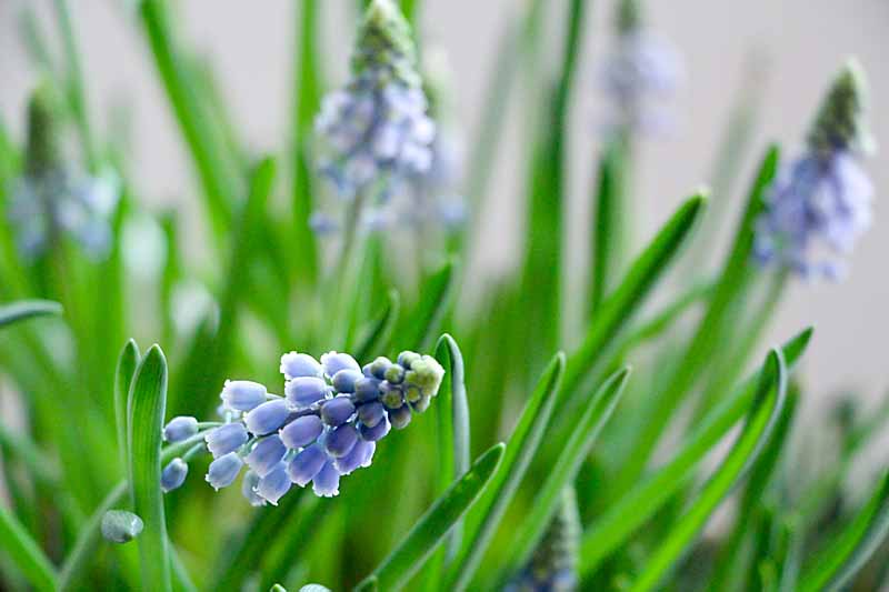 Start a Winter Bulb Garden Now (in Just a Few Minutes!) Art of