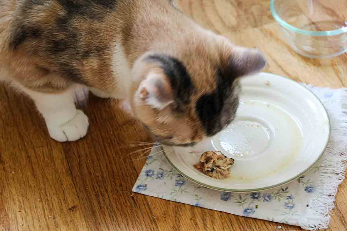 cat eating scraps
