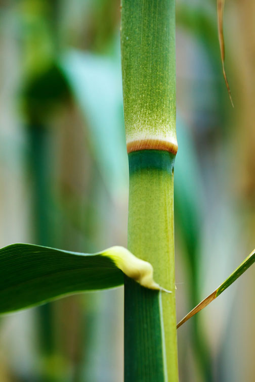 How to Grow Bamboo How to Grow Bamboo