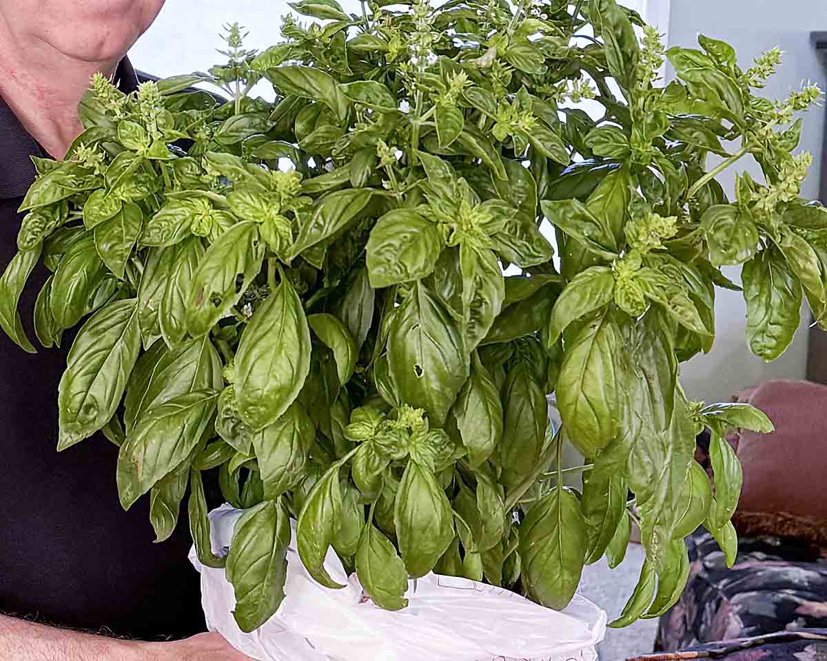 basil plant
