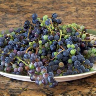 Wild grapes on a plate