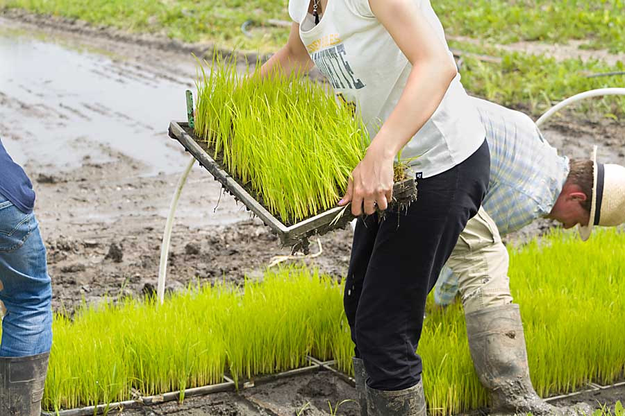 planting rice is never fun essay