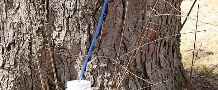 Suburban Sugar Shack (Backyard Maple Syrup)