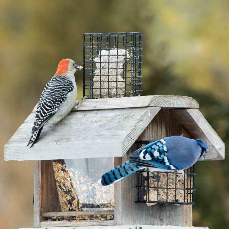 Bird Feeding Attracts Blue Jay and Red-bellied Woodpecker
