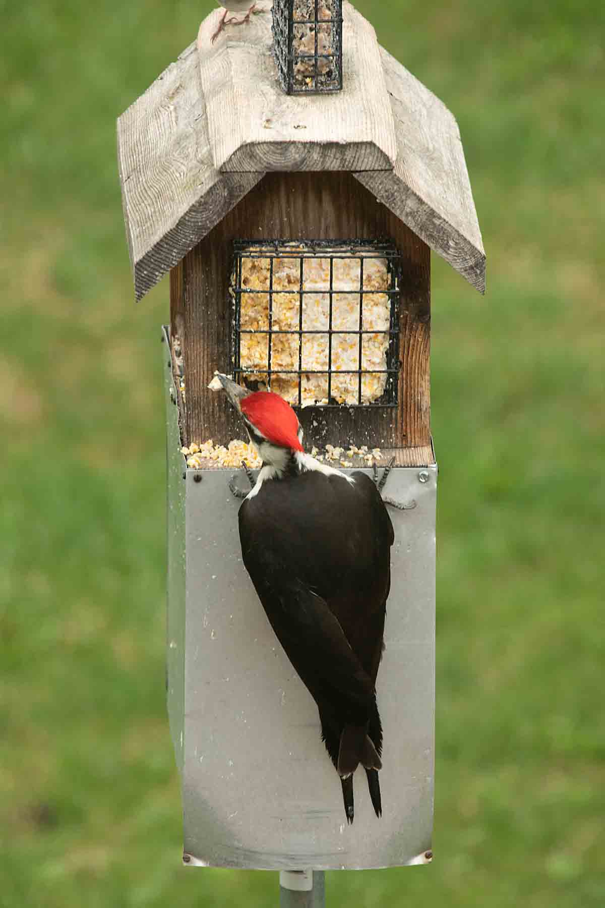 Fun with Wild Bird Feeding An Intro Guide Art of Natural Living