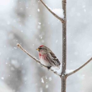 bird in snow