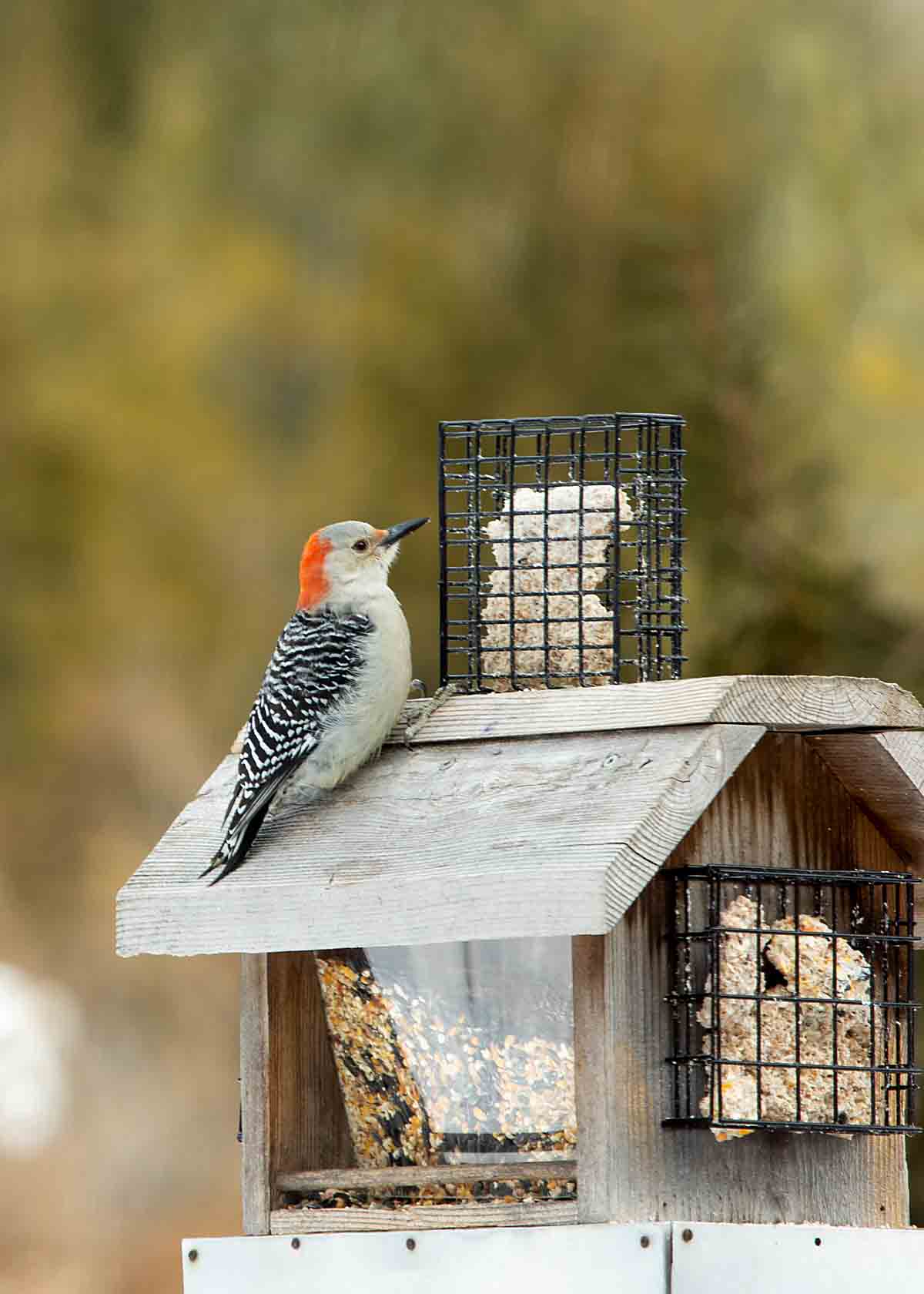 Bird feeder clearance pole tractor supply