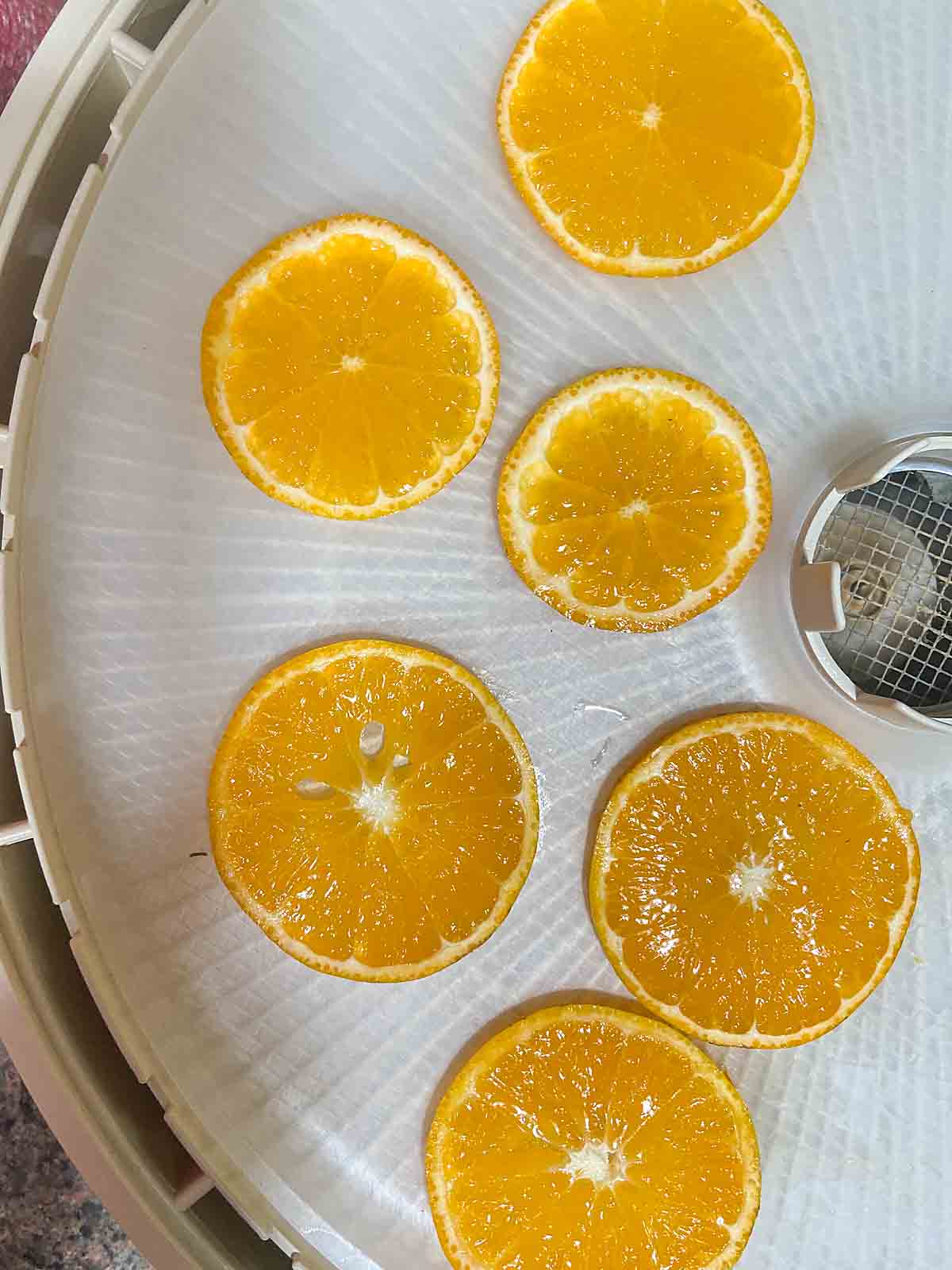 orange slices in dehydrator