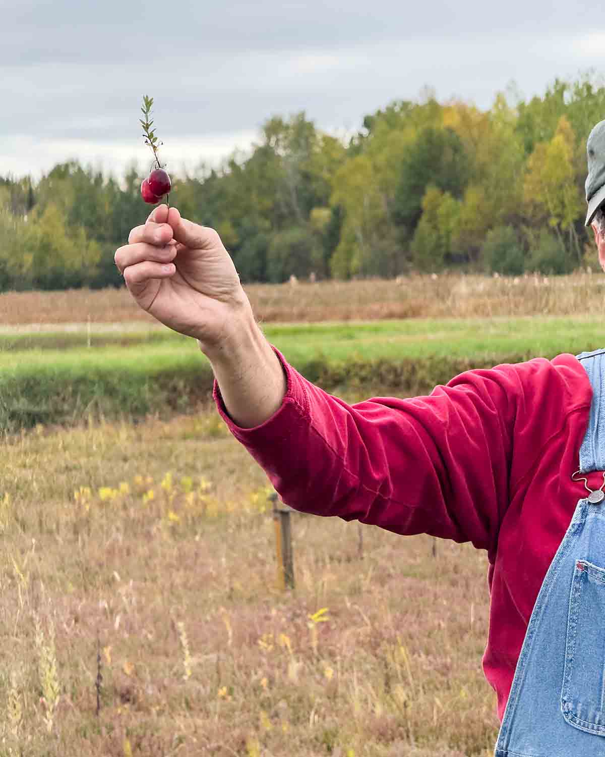 Cranberry farmer with berry