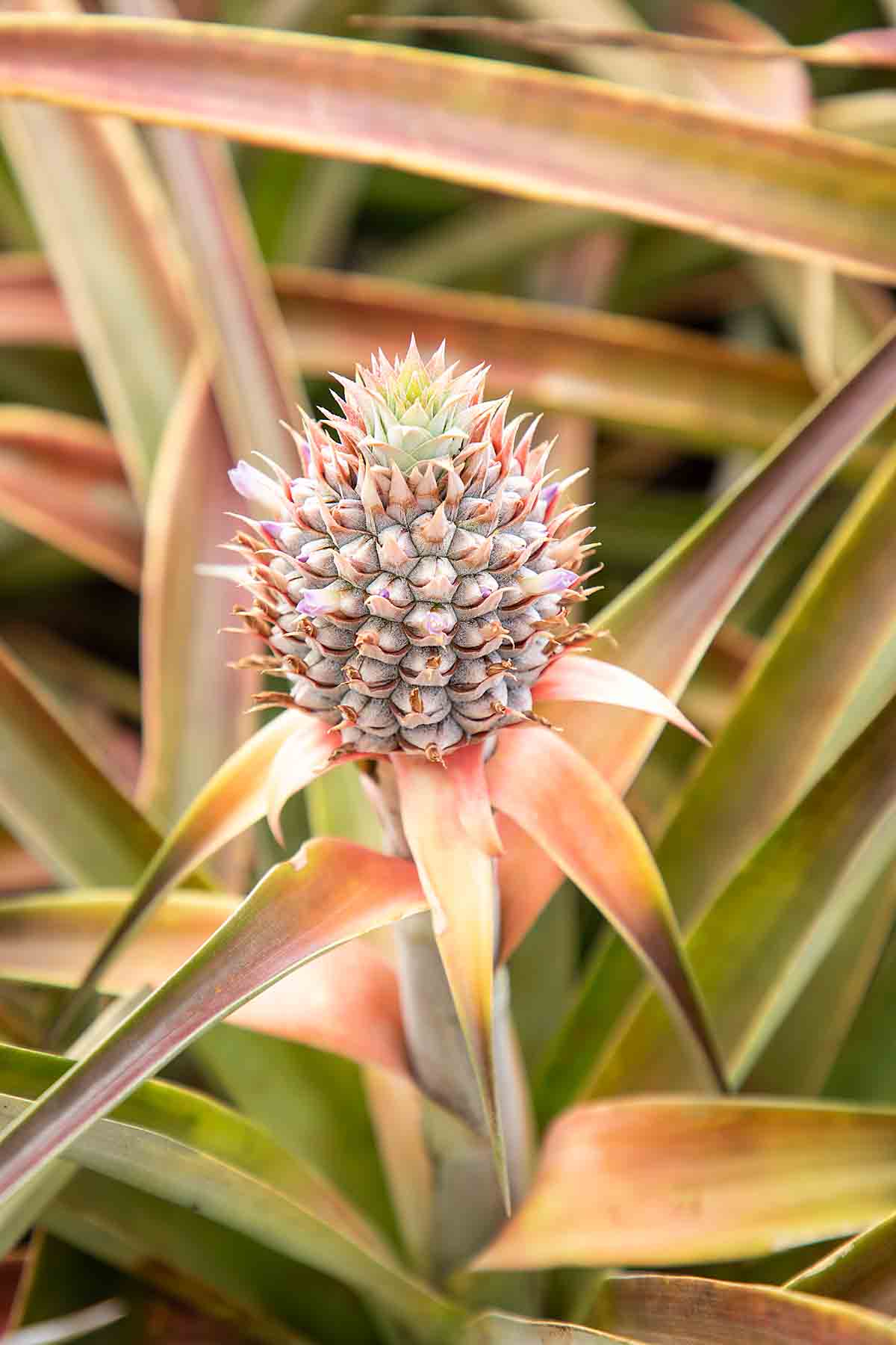 Baby Pineapple