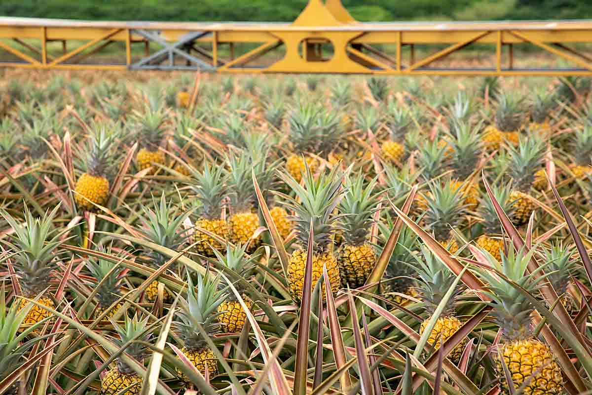 a field of pineapples